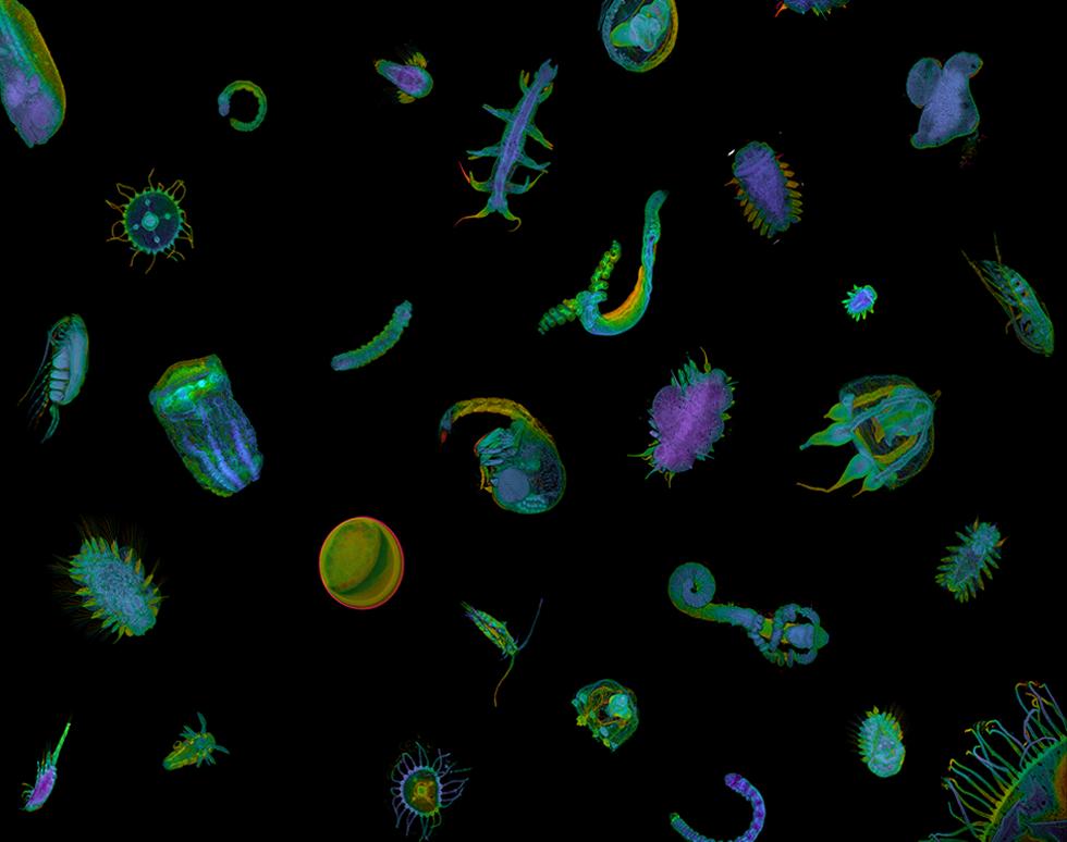 Plankton menagerie